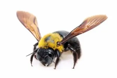 carpenter-bees-removal-milton