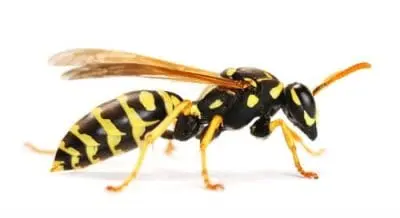 wasp infestation Milton