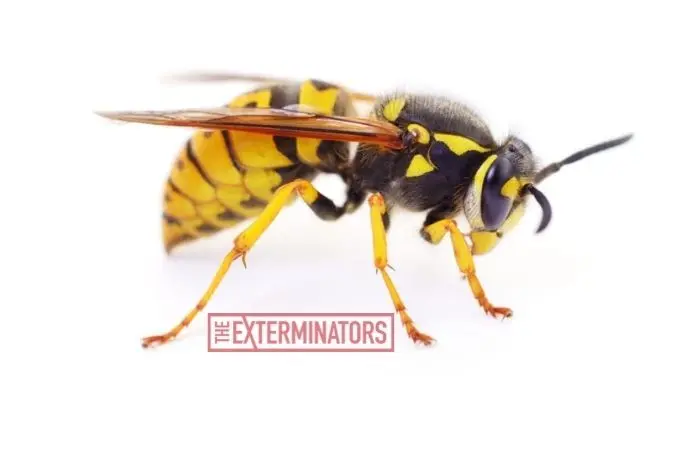 wasp removal service Milton